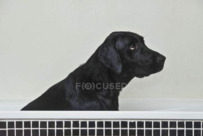 Черный лабрадор сидит в ванной комнате — стоковое фото