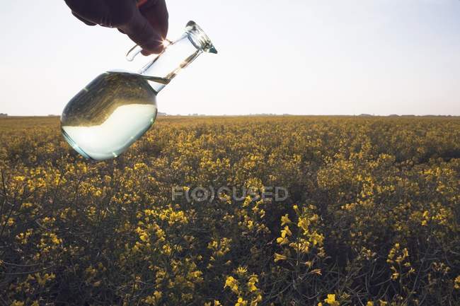 Jar Of Canola Олія — стокове фото