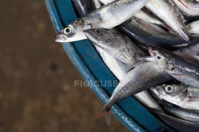 Fresh Fish At Fish Market; Bais, Negros Island, Philippines — Stock Photo