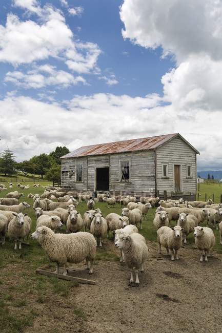 Sheep And Derelict Farmhouse — Stock Photo