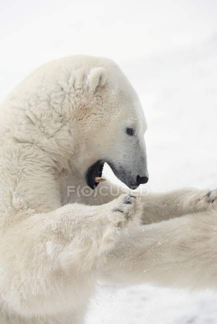 Urso polar lutando — Fotografia de Stock