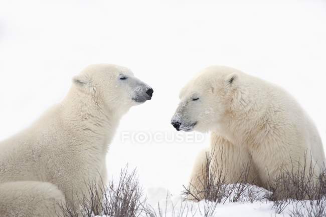 Due orsi polari — Foto stock