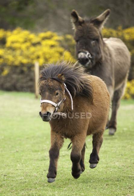 Two Ponies Running In field — Stock Photo