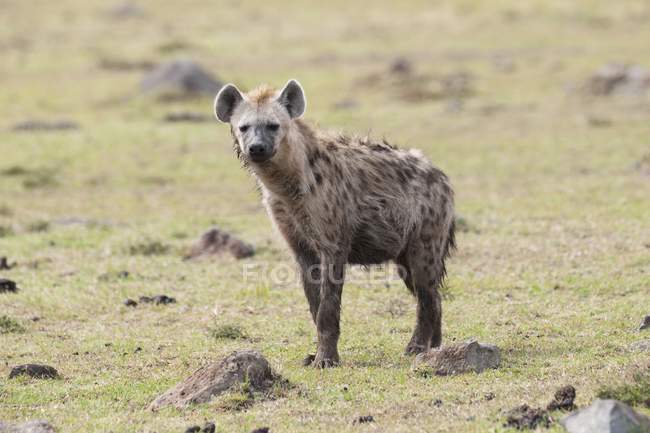 Hyène tachetée sur herbe verte — Photo de stock