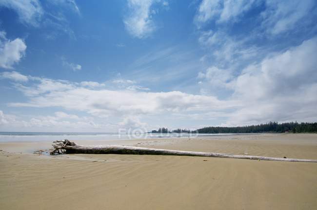 Una lunga spiaggia con legno alla deriva nel bordo del Pacifico — Foto stock