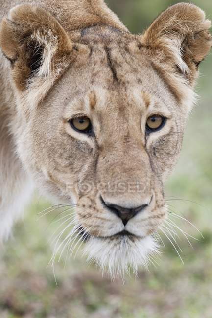 Львица смотрит в камеру — стоковое фото