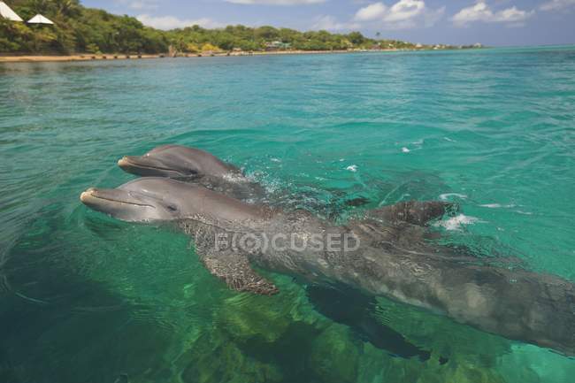 Delfines nariz de botella nadando - foto de stock
