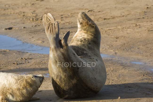Тюлені, що лежать на пляжі — стокове фото