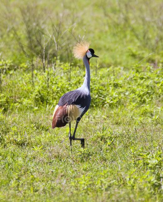 South African Crowned Crane — Stock Photo
