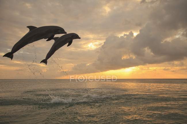 Dois golfinhos engarrafados — Fotografia de Stock