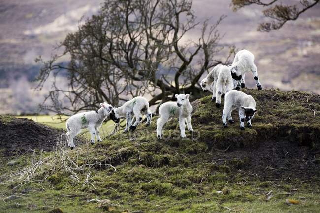 Bebé corderos en la colina - foto de stock