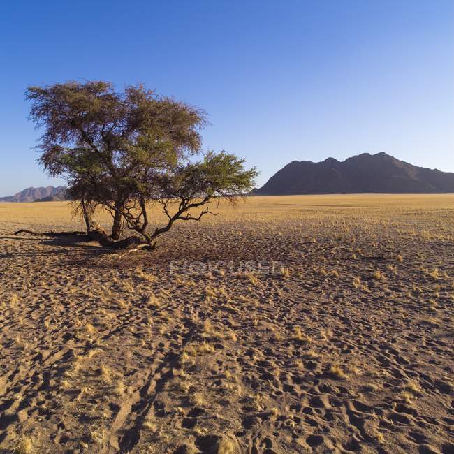 Árbol en el desierto sobre arena - foto de stock