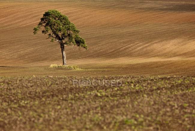 A Single Tree In A Field — Stock Photo