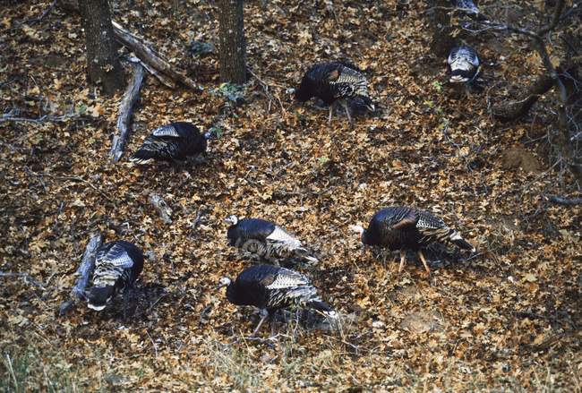 Flock Of Wild Turkeys — Stock Photo