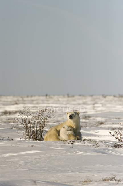 Polar Bear With Cub — Stock Photo