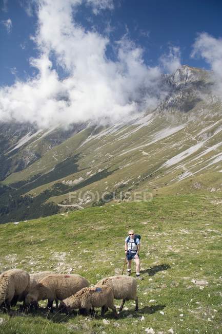Female Hiker With Sheep — Stock Photo