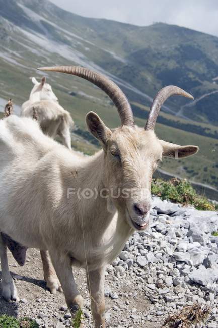 Sentier des Chèvres en montagne — Photo de stock