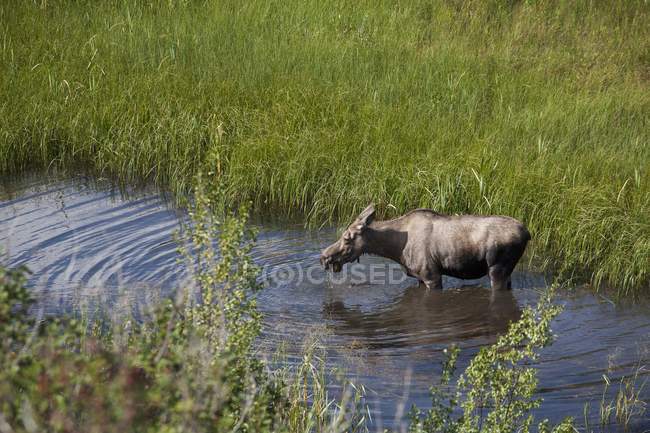 Female Moose In Pond — Stock Photo