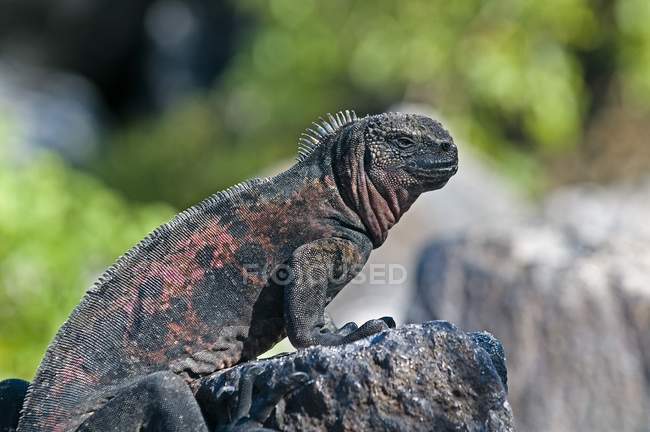 Iguana marinha na rocha — Fotografia de Stock