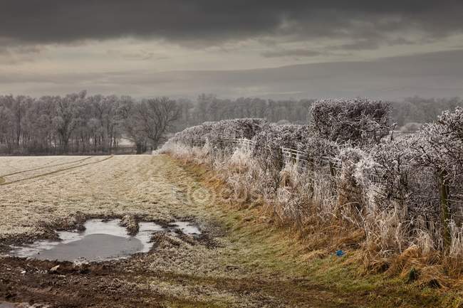 Frost On Plants; Cumbria, Inglaterra — Fotografia de Stock
