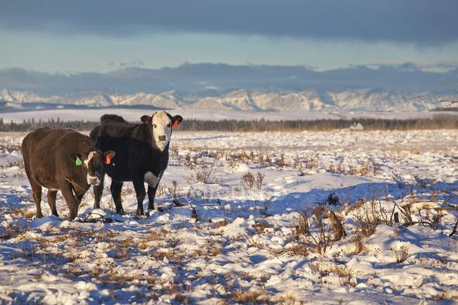 Скот стоит на снежном поле — стоковое фото