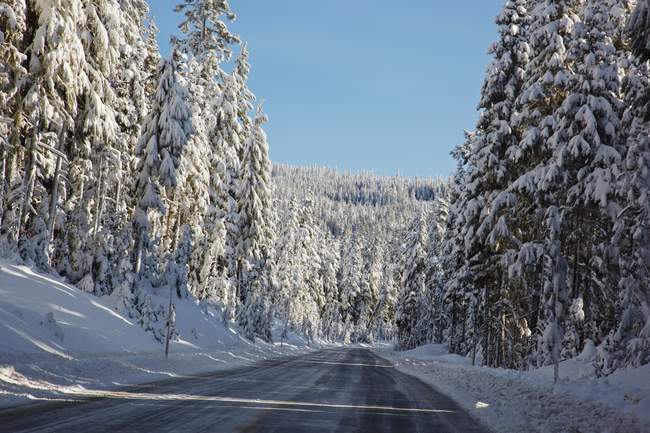 Camino forrado con árboles cubiertos de nieve - foto de stock