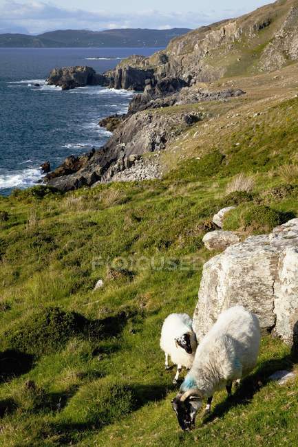 Pecore al pascolo lungo la costa — Foto stock