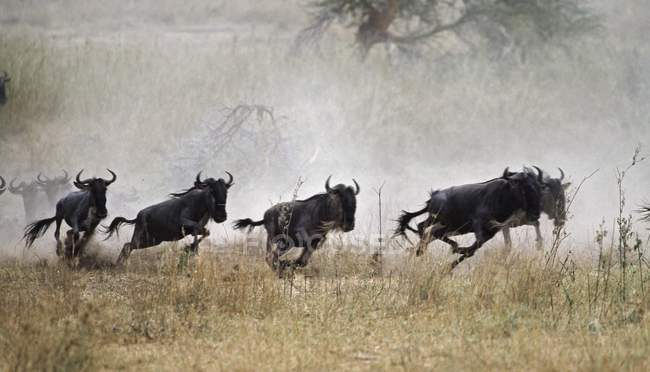 Herd Of Blue Wildebeest Running — Stock Photo