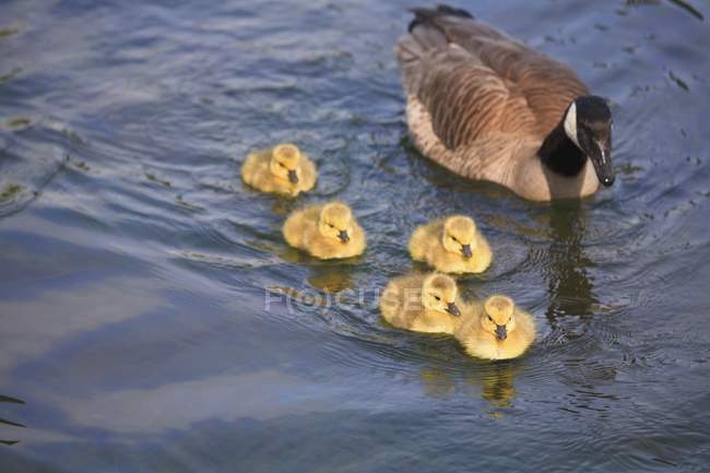 Duck And Ducklings swimming — Stock Photo
