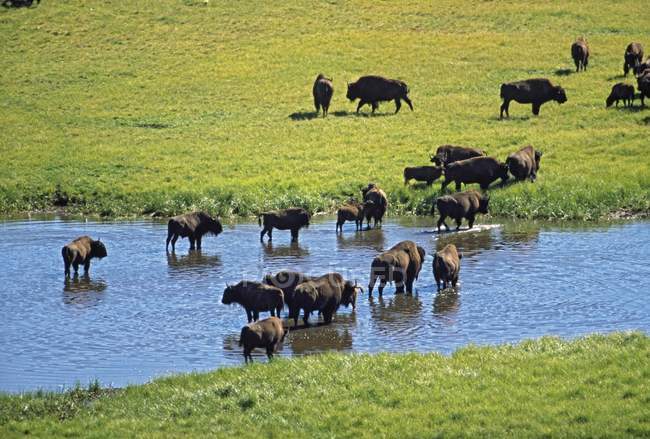 Herd Of Bison Crossing Stream — Stock Photo
