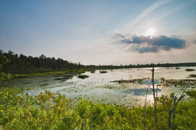 Клюквенное болото в соснах — стоковое фото