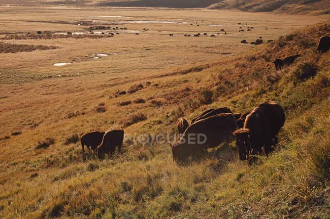 Bison Grazing em Hillside — Fotografia de Stock