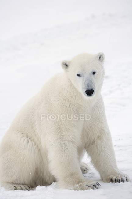 Oso polar (Ursus Maritimus) sentado en sus amables piernas mirando fijamente - foto de stock