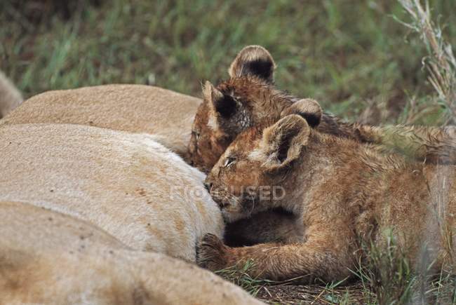 Löwenbabys säugen — Stockfoto