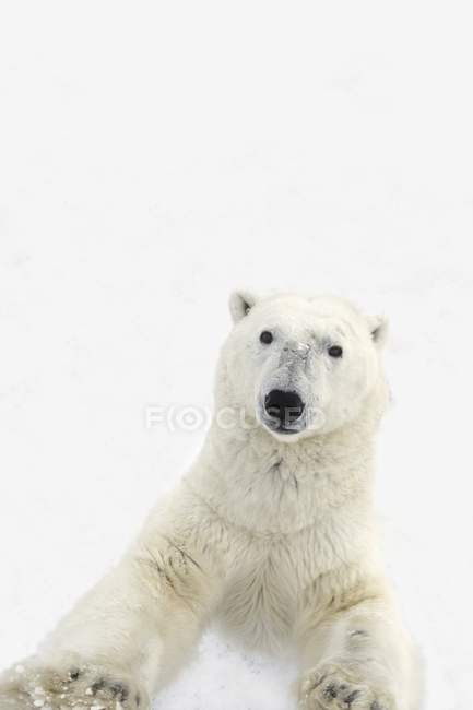 Supports d'ours polaires — Photo de stock