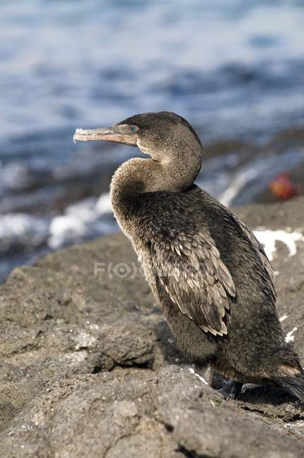 Cormorano senza volo sulla roccia — Foto stock