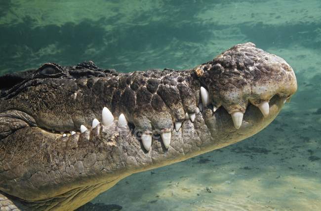Crocodilo de água salgada Subaquático — Fotografia de Stock