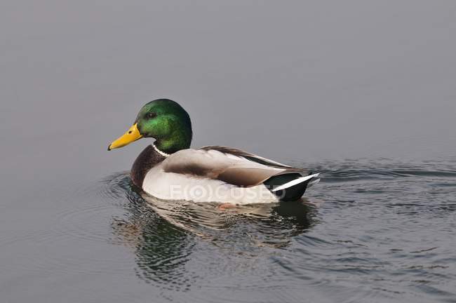 Drake mallard natação — Fotografia de Stock