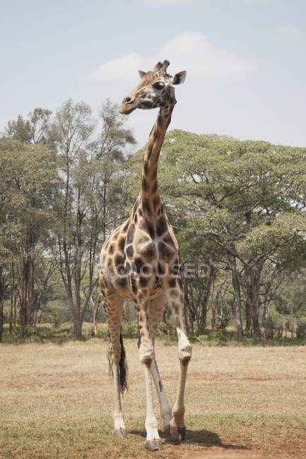 Giraffe стоїть на землі — стокове фото