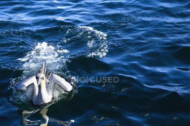 Gannet Lands On  Water — Stock Photo