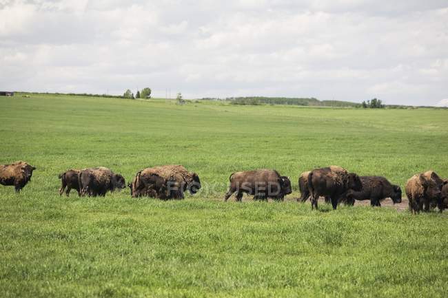 Buffalo Herd In Pasture — Stock Photo