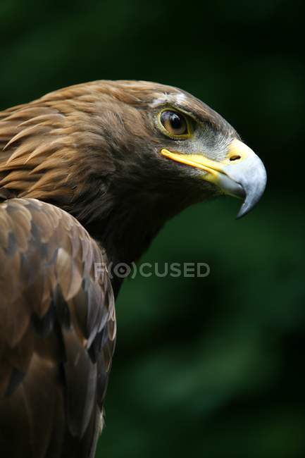 Золотий орел обличчя — стокове фото