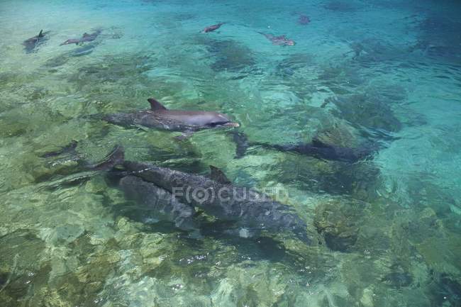 Golfinhos engarrafados no mar — Fotografia de Stock
