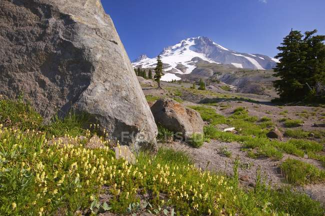 Flores silvestres com o Monte Hood — Fotografia de Stock