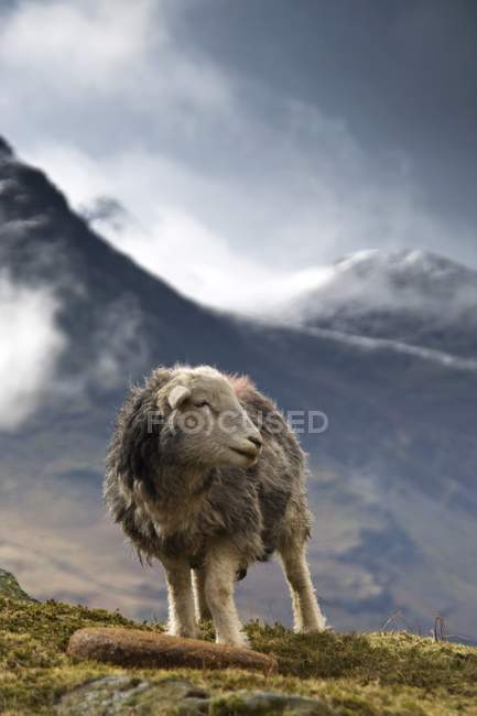Herdwick Pecora contro le montagne — Foto stock