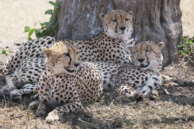 Leopardos tendidos bajo el árbol - foto de stock