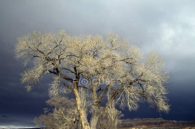 Fremont Cottonwood  in New Mexico — Stock Photo
