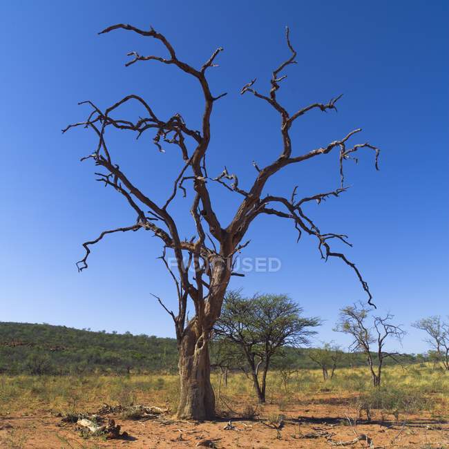 Мертвое дерево на поле — стоковое фото