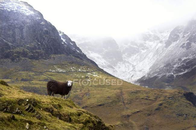 Herdwick Sheep  grazing — Stock Photo