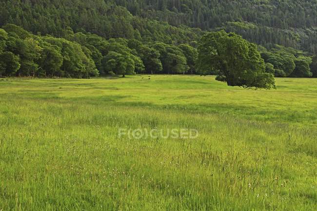 Поле травы и деревьев — стоковое фото